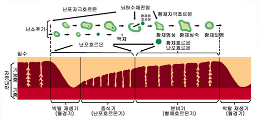 의약품 이미지